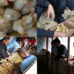 Lapas Narkotika Langkat Mulai Budidaya Bebek Dukung Penuh Ketahanan Pangan Nasional