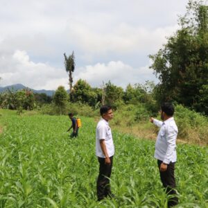 Bekali WBP, Lapas Narkotika Kelas IIA Pematangsiantar Semprot Tanaman Jagung